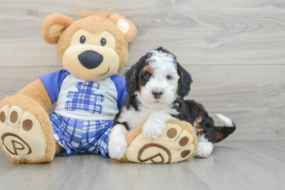 Best Mini Bernedoodle Baby