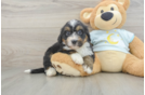 Fluffy Mini Bernedoodle Poodle Mix Pup