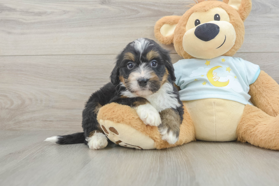 Fluffy Mini Bernedoodle Poodle Mix Pup
