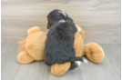 Smart Mini Bernedoodle Poodle Mix Pup
