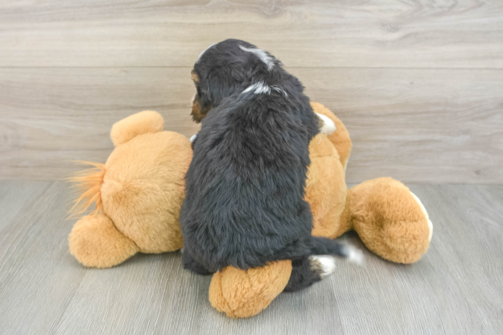 Smart Mini Bernedoodle Poodle Mix Pup