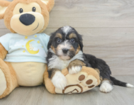 8 week old Mini Bernedoodle Puppy For Sale - Windy City Pups