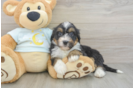 Fluffy Mini Bernedoodle Poodle Mix Pup