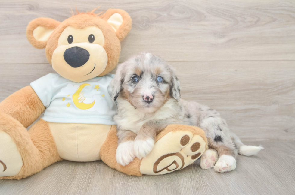 6 week old Mini Bernedoodle Puppy For Sale - Windy City Pups