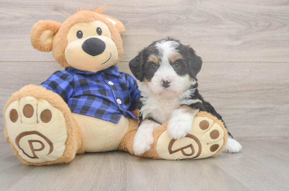 5 week old Mini Bernedoodle Puppy For Sale - Windy City Pups