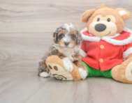 5 week old Mini Bernedoodle Puppy For Sale - Windy City Pups