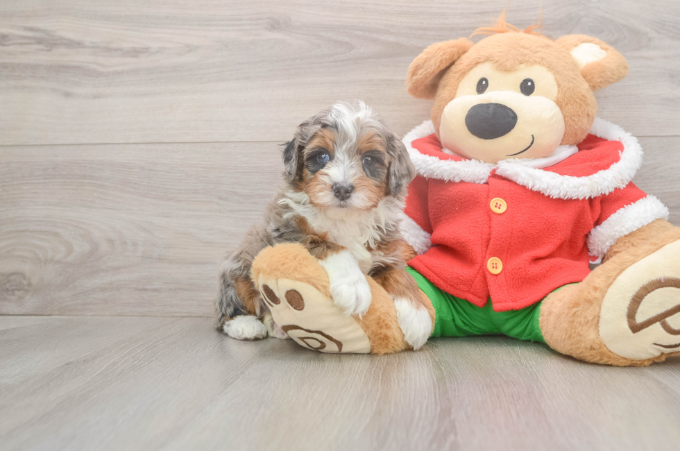 5 week old Mini Bernedoodle Puppy For Sale - Windy City Pups