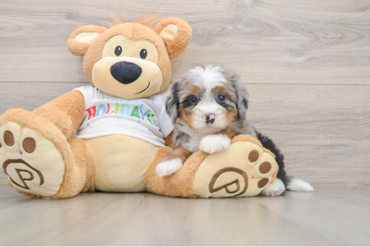 Mini Bernedoodle Pup Being Cute