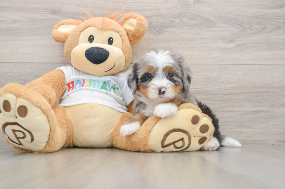 6 week old Mini Bernedoodle Puppy For Sale - Windy City Pups