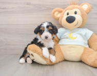 6 week old Mini Bernedoodle Puppy For Sale - Windy City Pups