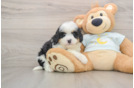 Friendly Mini Bernedoodle Baby