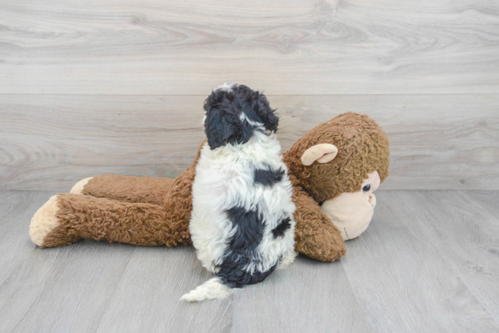 Sweet Mini Bernedoodle Baby