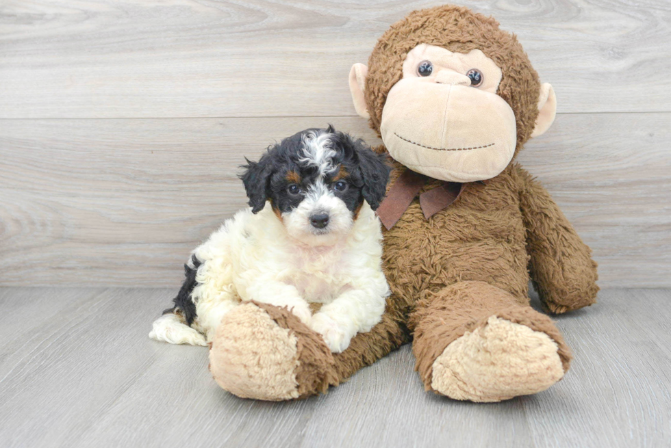 Mini Bernedoodle Pup Being Cute