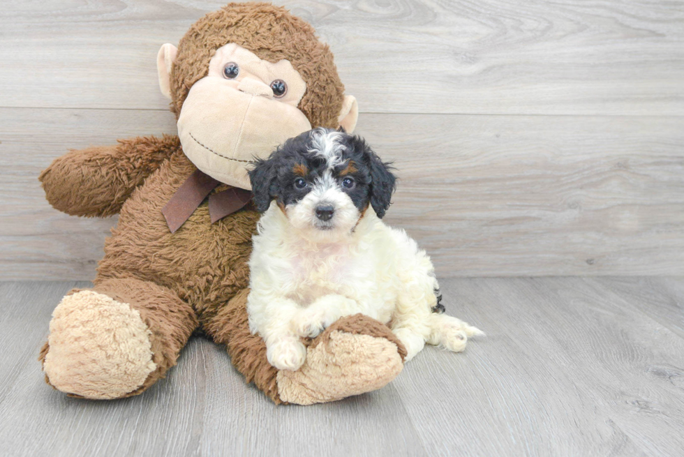 Fluffy Mini Bernedoodle Poodle Mix Pup