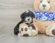 8 week old Mini Bernedoodle Puppy For Sale - Windy City Pups