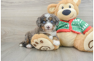 Mini Bernedoodle Puppy for Adoption