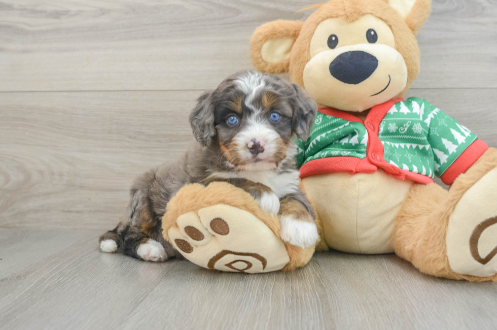 5 week old Mini Bernedoodle Puppy For Sale - Windy City Pups