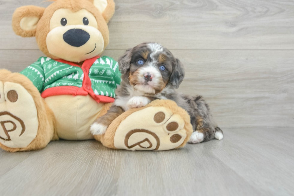 Small Mini Bernedoodle Baby