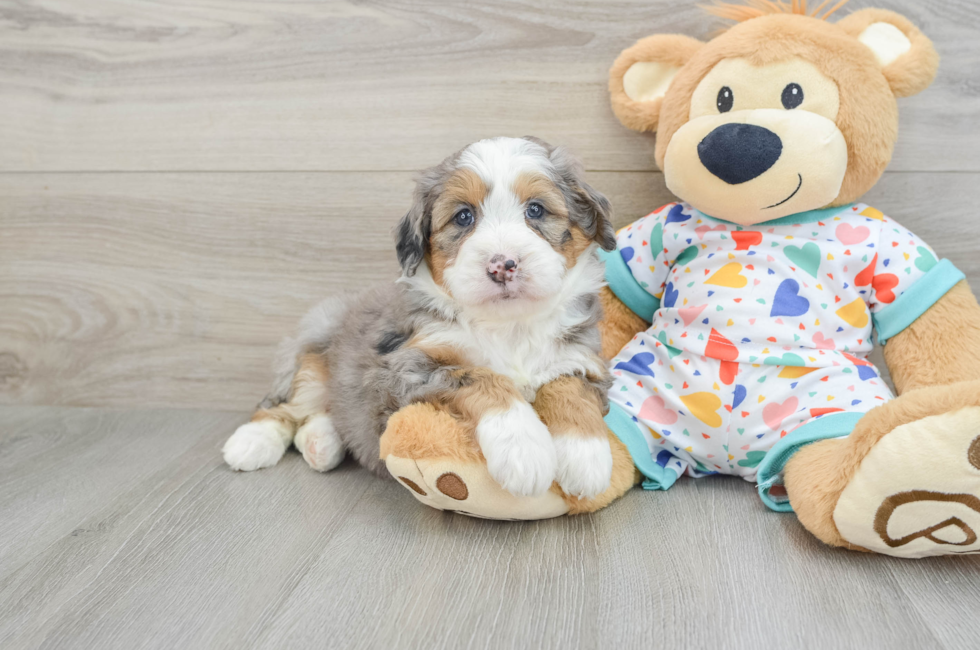 6 week old Mini Bernedoodle Puppy For Sale - Windy City Pups