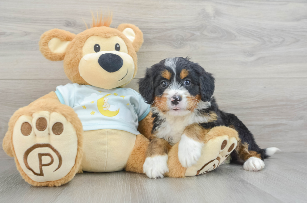 7 week old Mini Bernedoodle Puppy For Sale - Windy City Pups