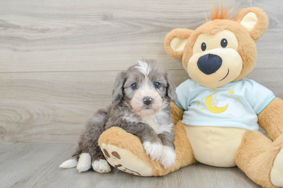 6 week old Mini Bernedoodle Puppy For Sale - Windy City Pups