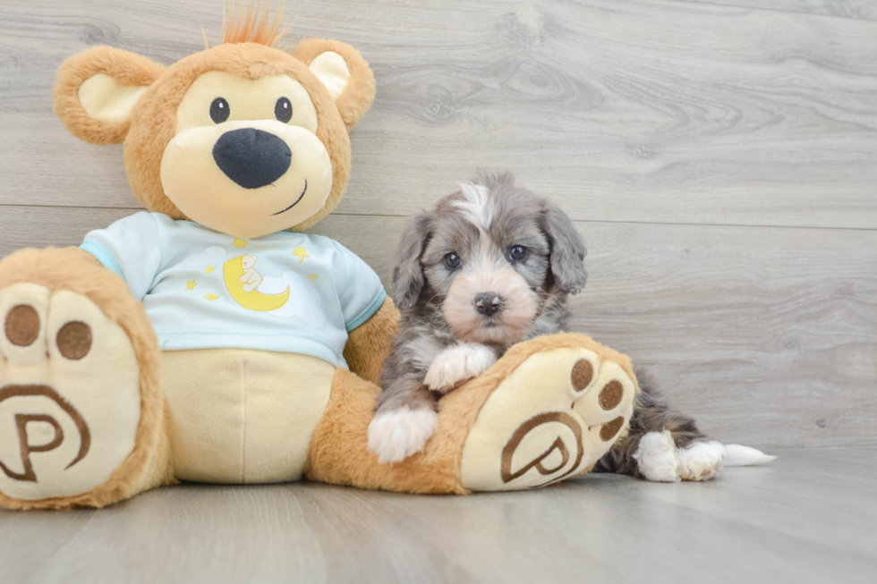 Little Mini Bernadoodle Poodle Mix Puppy