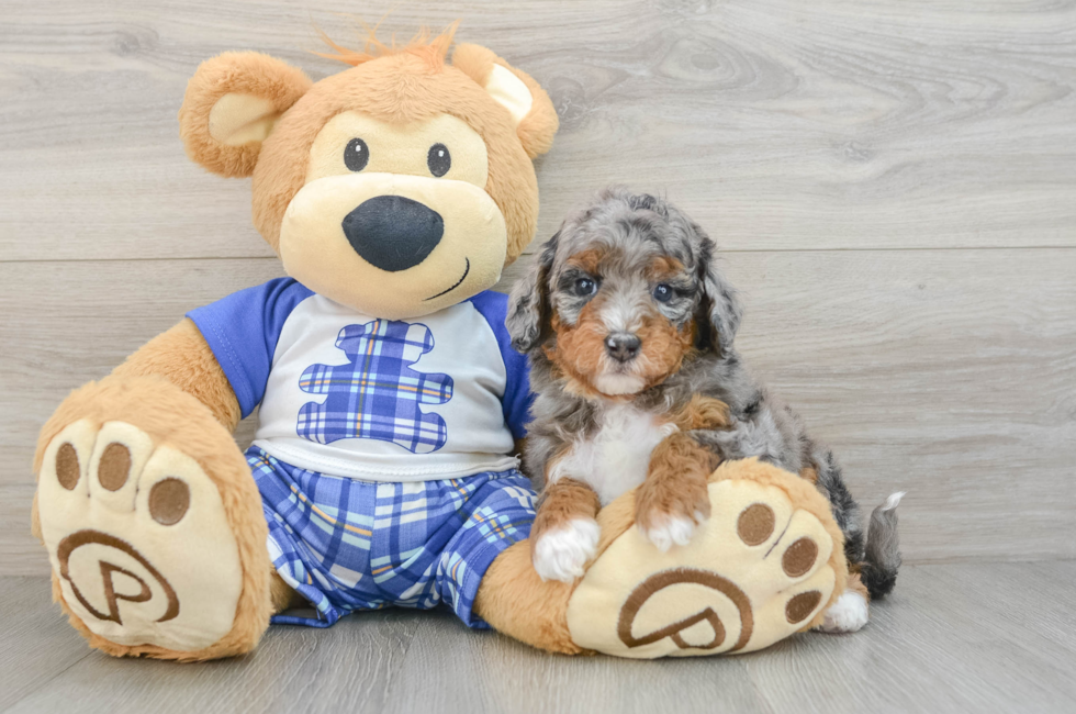 6 week old Mini Bernedoodle Puppy For Sale - Windy City Pups