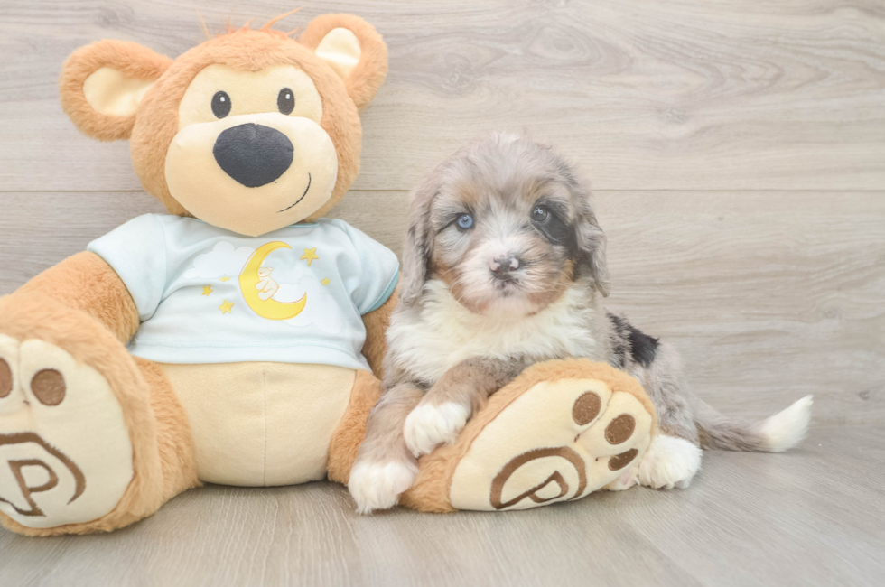 6 week old Mini Bernedoodle Puppy For Sale - Windy City Pups