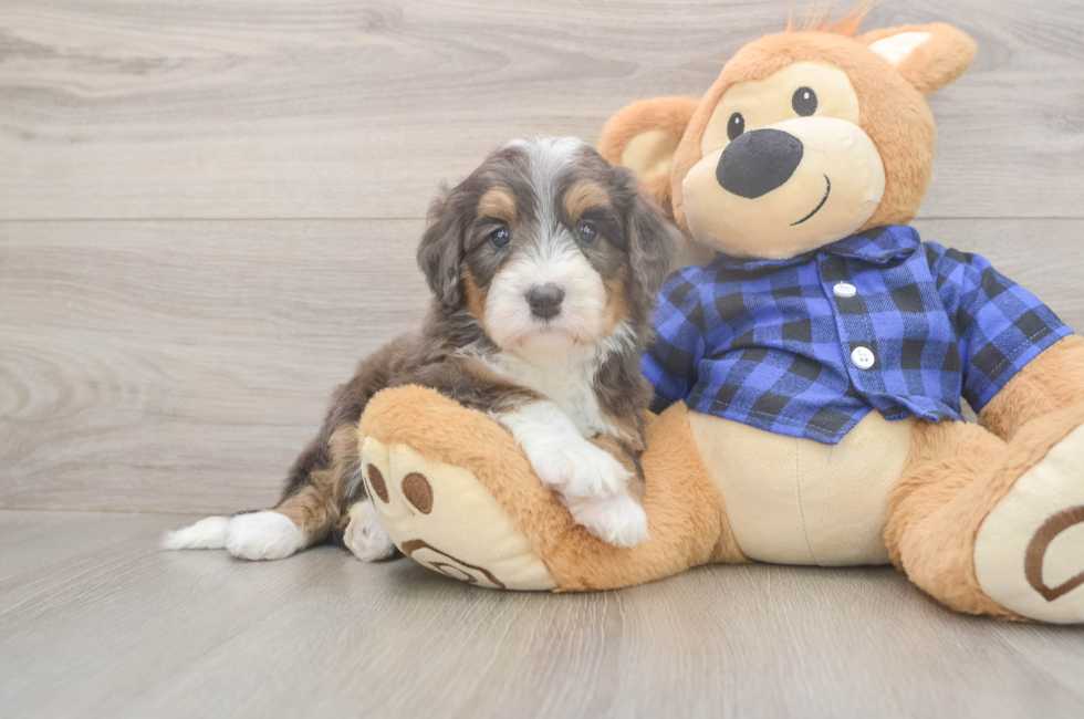 5 week old Mini Bernedoodle Puppy For Sale - Windy City Pups