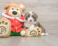 5 week old Mini Bernedoodle Puppy For Sale - Windy City Pups