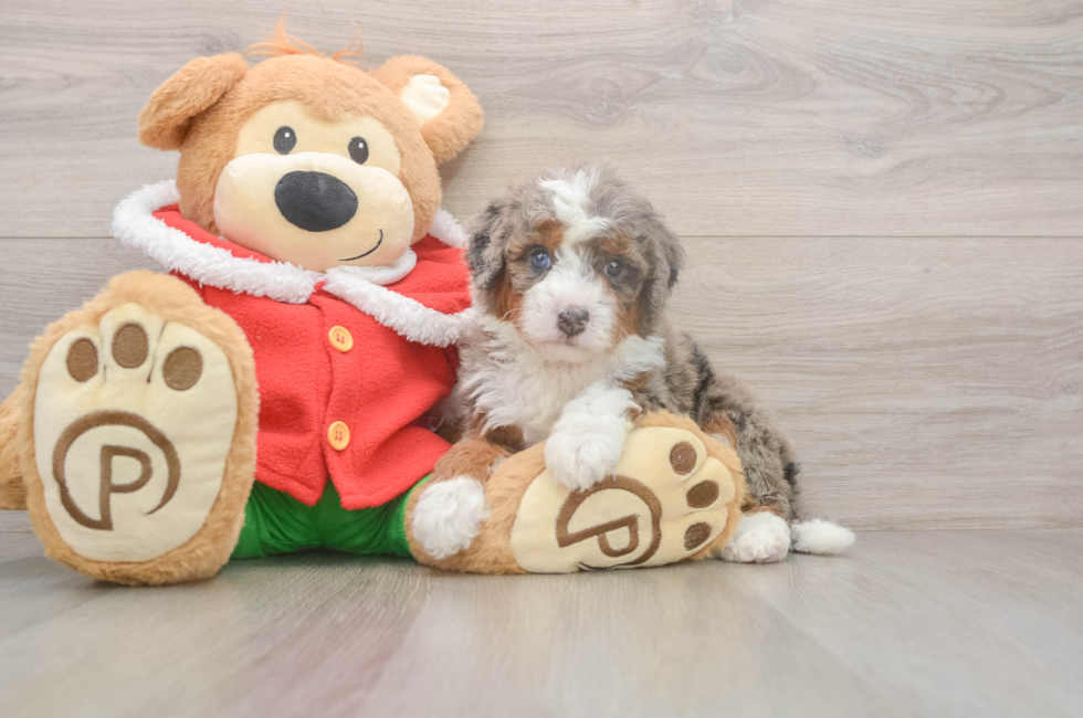 5 week old Mini Bernedoodle Puppy For Sale - Windy City Pups