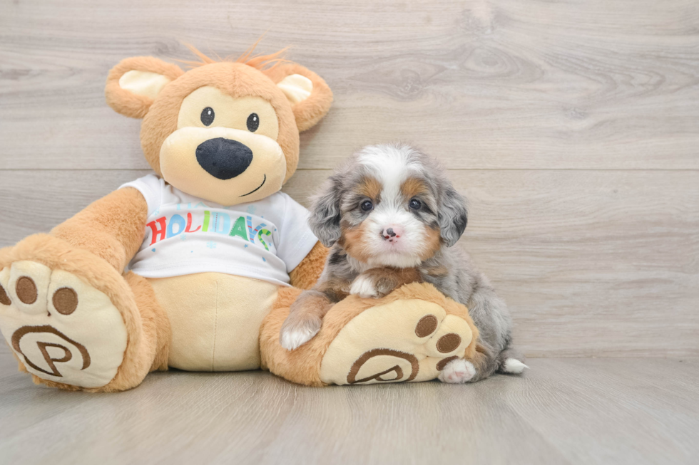 Little Mini Bernadoodle Poodle Mix Puppy