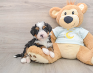 6 week old Mini Bernedoodle Puppy For Sale - Windy City Pups