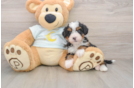 Mini Bernedoodle Puppy for Adoption