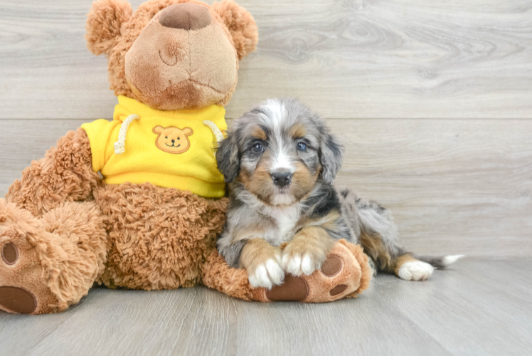 Mini Bernedoodle Pup Being Cute