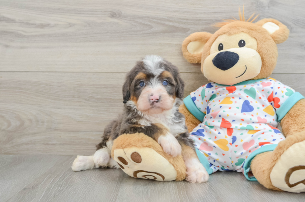 6 week old Mini Bernedoodle Puppy For Sale - Windy City Pups