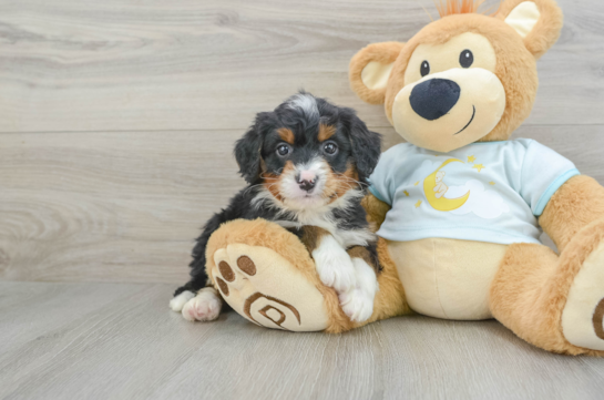 Happy Mini Bernedoodle Baby