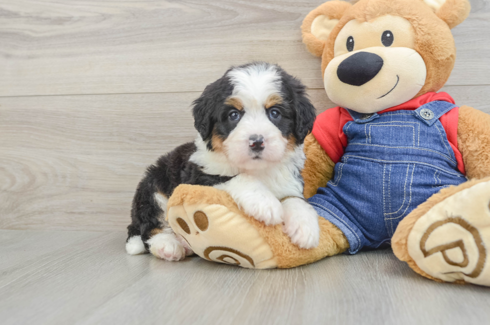 5 week old Mini Bernedoodle Puppy For Sale - Windy City Pups