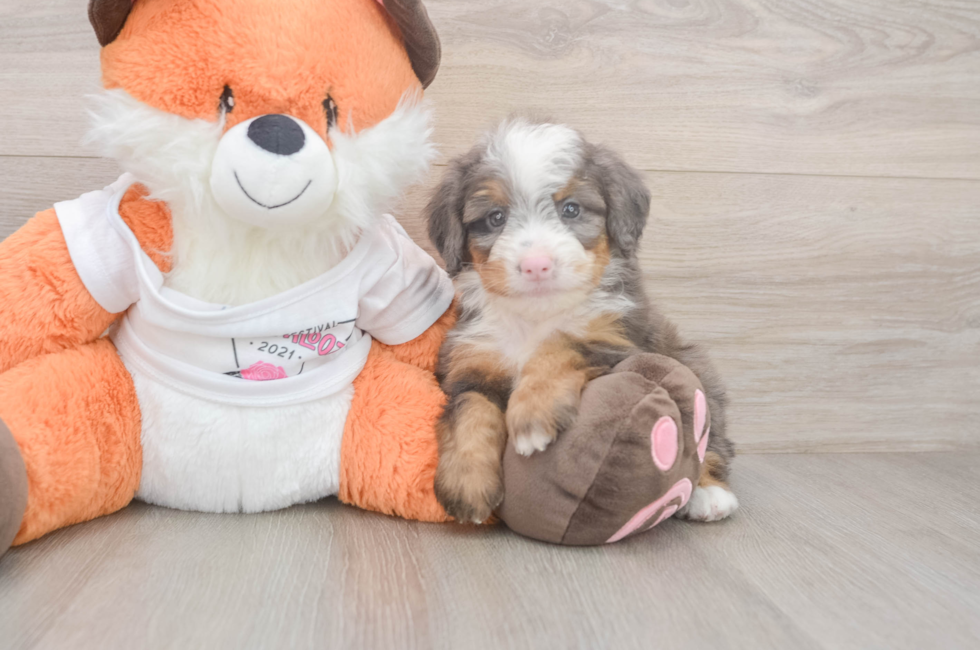 6 week old Mini Bernedoodle Puppy For Sale - Windy City Pups