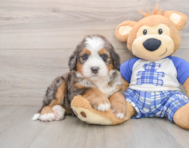 5 week old Mini Bernedoodle Puppy For Sale - Windy City Pups