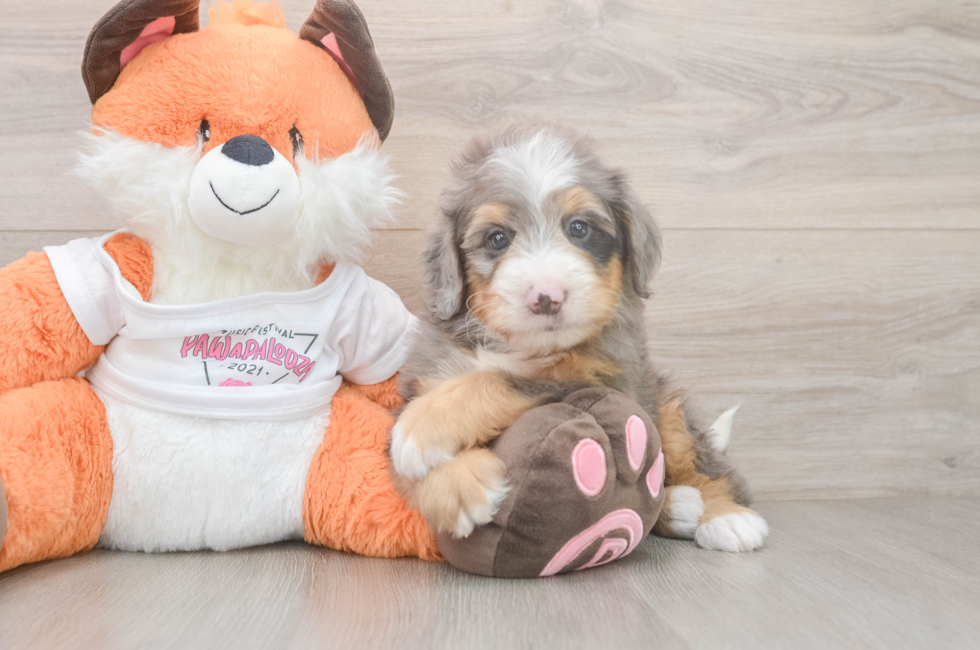 6 week old Mini Bernedoodle Puppy For Sale - Windy City Pups