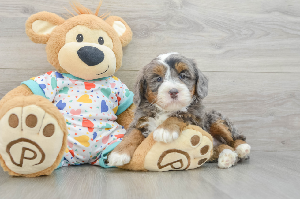 6 week old Mini Bernedoodle Puppy For Sale - Windy City Pups
