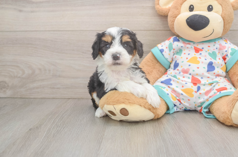 5 week old Mini Bernedoodle Puppy For Sale - Windy City Pups