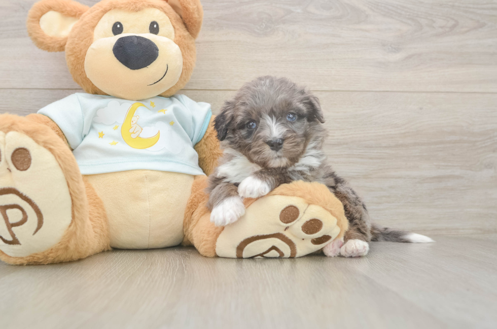 5 week old Mini Bernedoodle Puppy For Sale - Windy City Pups