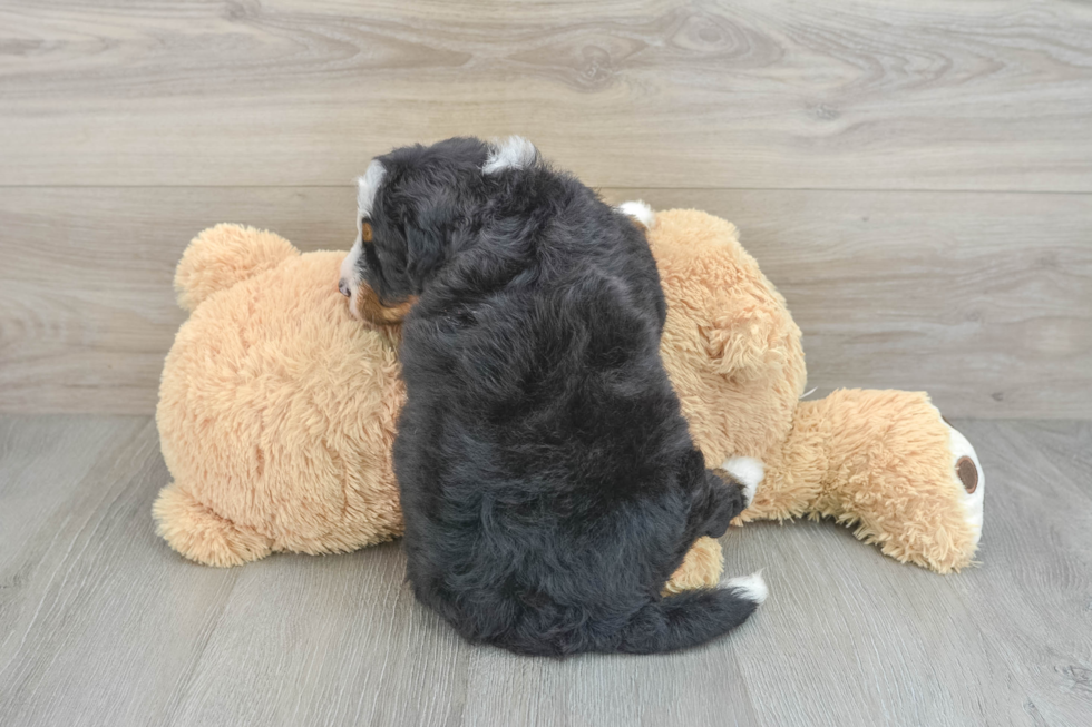 Mini Bernedoodle Pup Being Cute