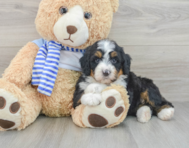 7 week old Mini Bernedoodle Puppy For Sale - Windy City Pups