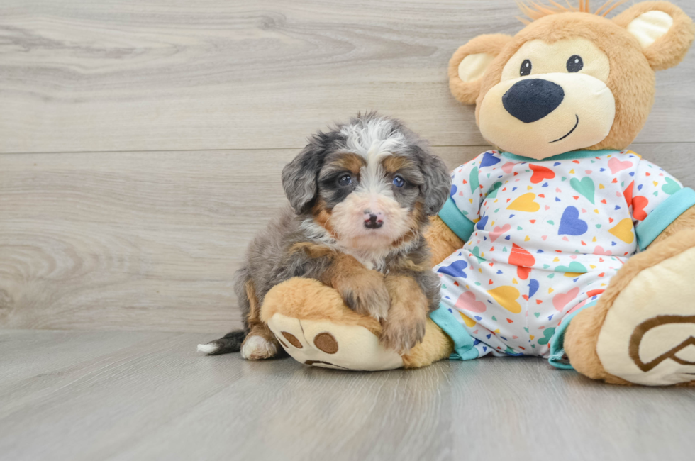 6 week old Mini Bernedoodle Puppy For Sale - Windy City Pups