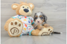 Little Mini Bernesedoodle Poodle Mix Puppy