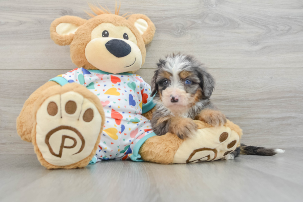 Little Mini Bernesedoodle Poodle Mix Puppy