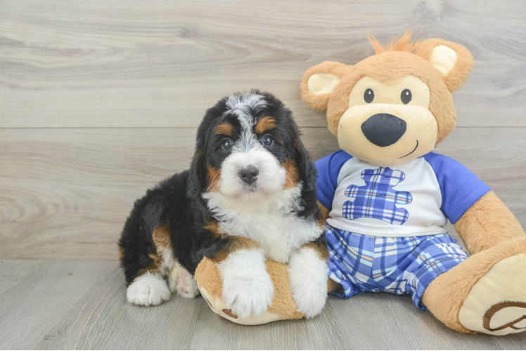 Friendly Mini Bernedoodle Baby